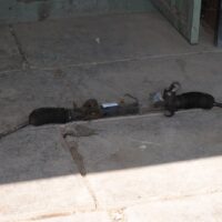 CREMALLERA DE DIRECCION JEEP CHEROKEE LIMITED 2.8 2004